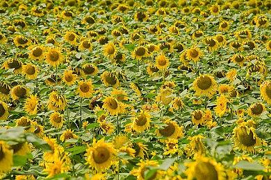 微软Q3财报：《使命召唤》助力游戏收入大涨51% 但Xbox销量下滑严重